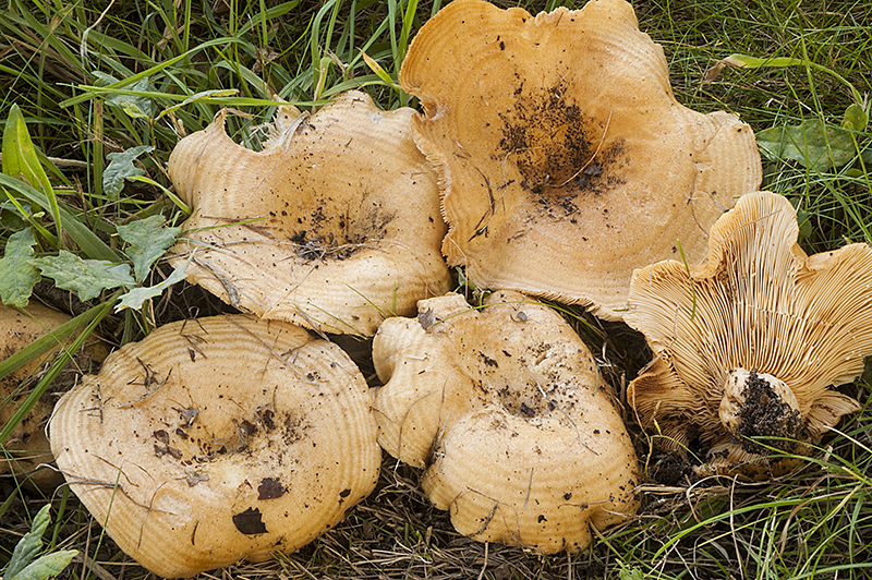 Lactarius zonarius (door Nico Dam)