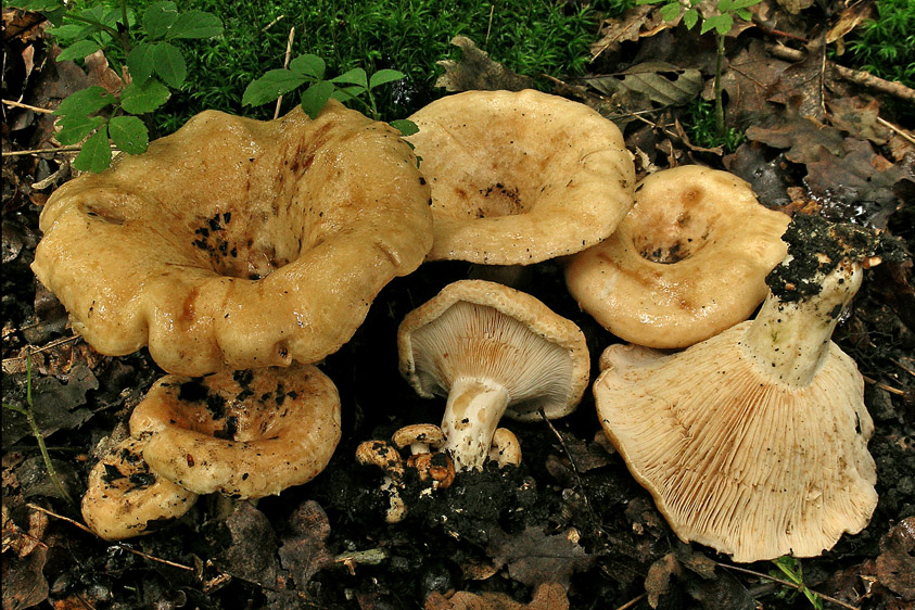 Lactarius acerrimus (door Henk Huijser)