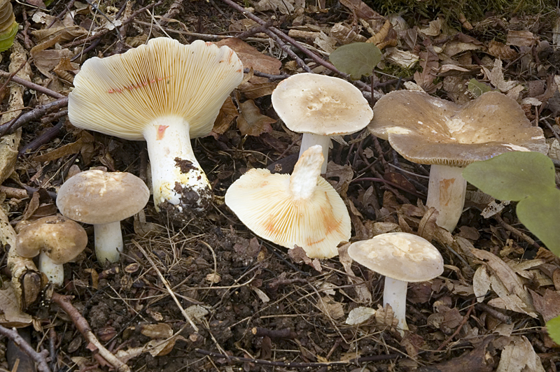 Lactarius acris (door Nico Dam)