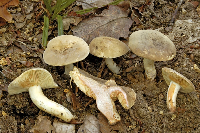 Lactarius azonites (door Nico Dam)