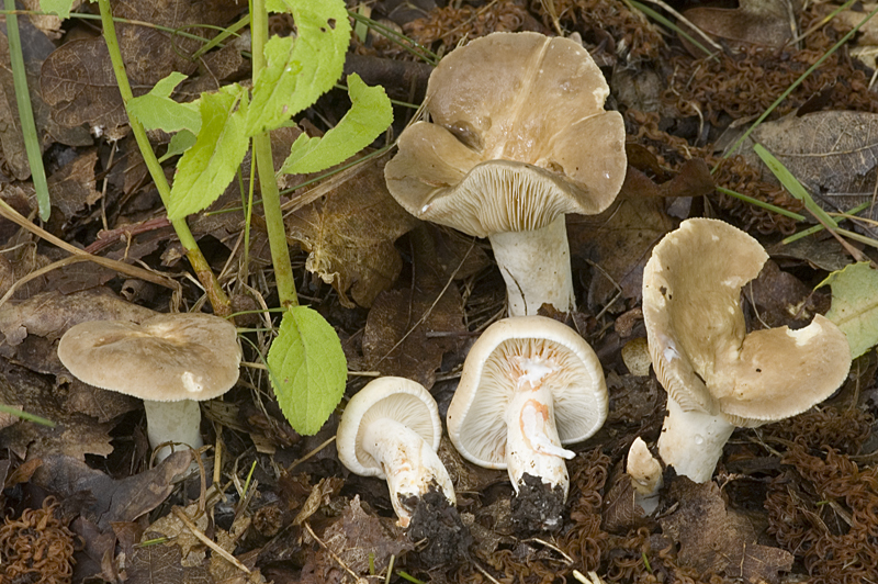 Lactarius azonites (door Nico Dam)