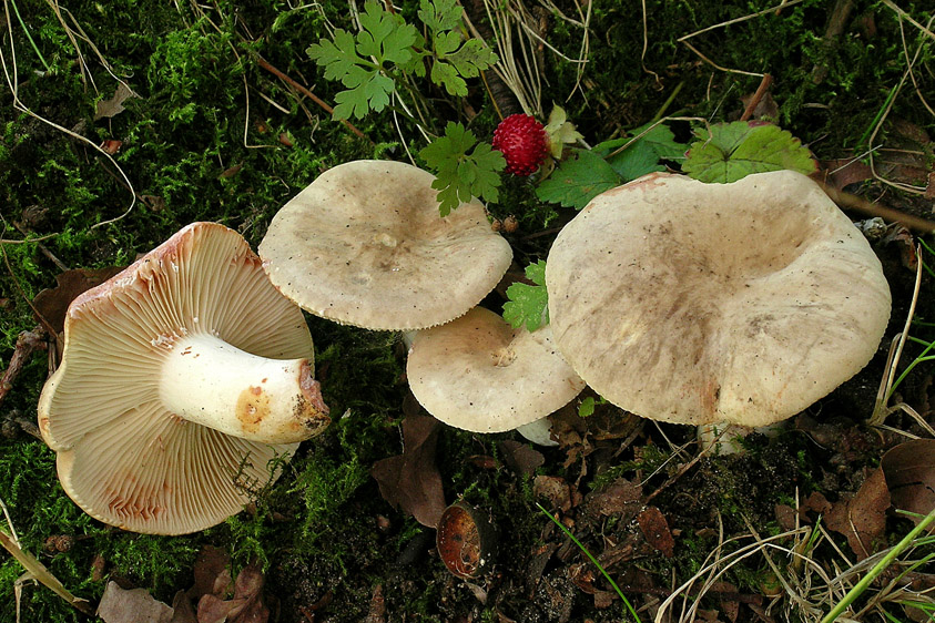 Lactarius azonites (door Henk Huijser)