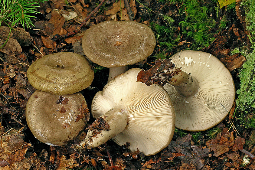 Lactarius blennius (door Henk Huijser)