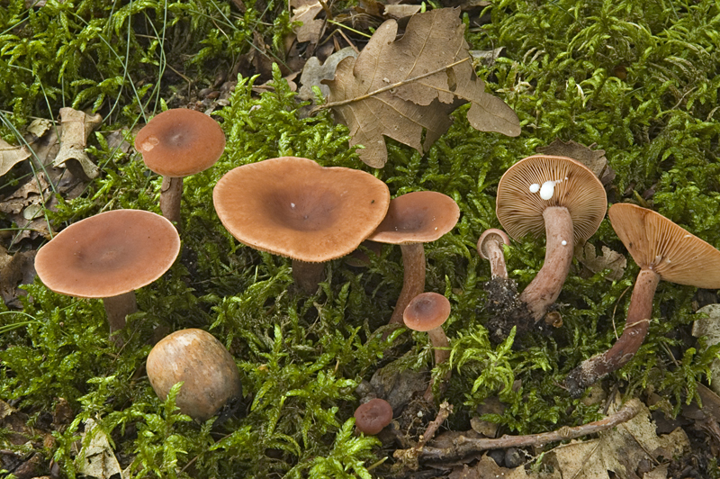 Lactarius camphoratus (door Nico Dam)