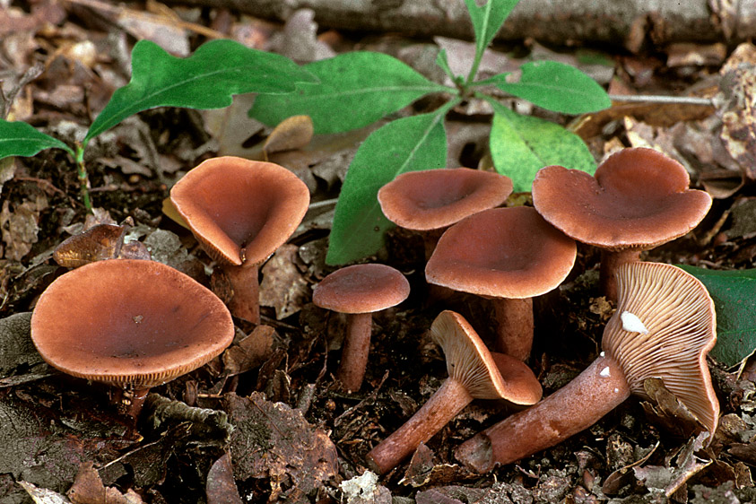 Lactarius camphoratus (door Henk Huijser)