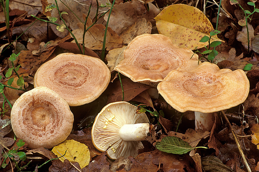 Lactarius chrysorrheus (door Henk Huijser)