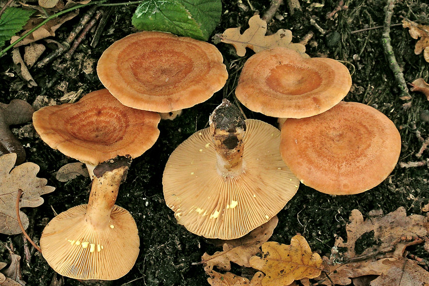 Lactarius chrysorrheus (door Henk Huijser)