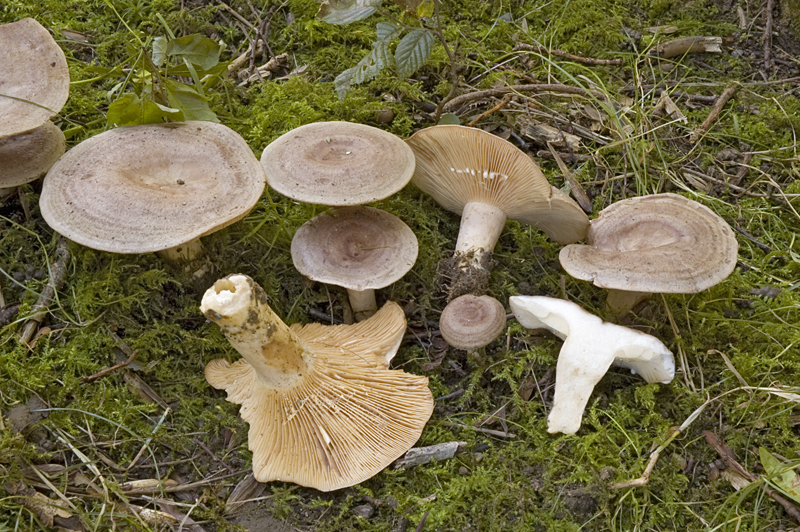 Lactarius circellatus (door Nico Dam)