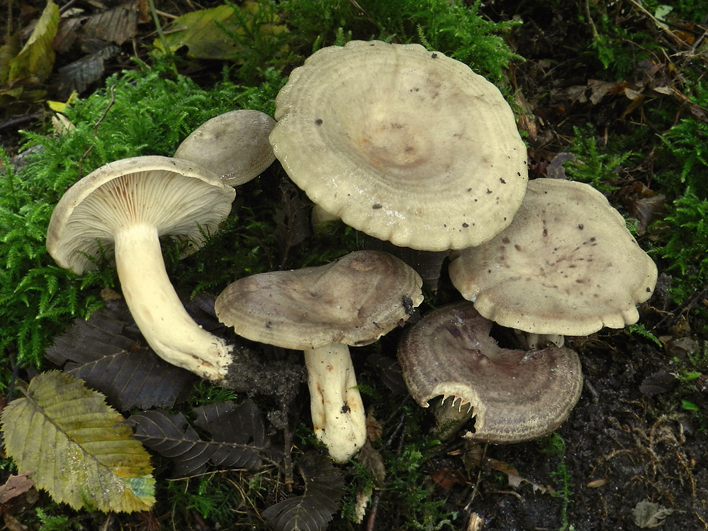 Lactarius circellatus (door Jaap Wisman)