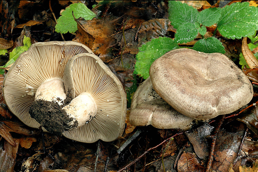 Lactarius circellatus (door Henk Huijser)