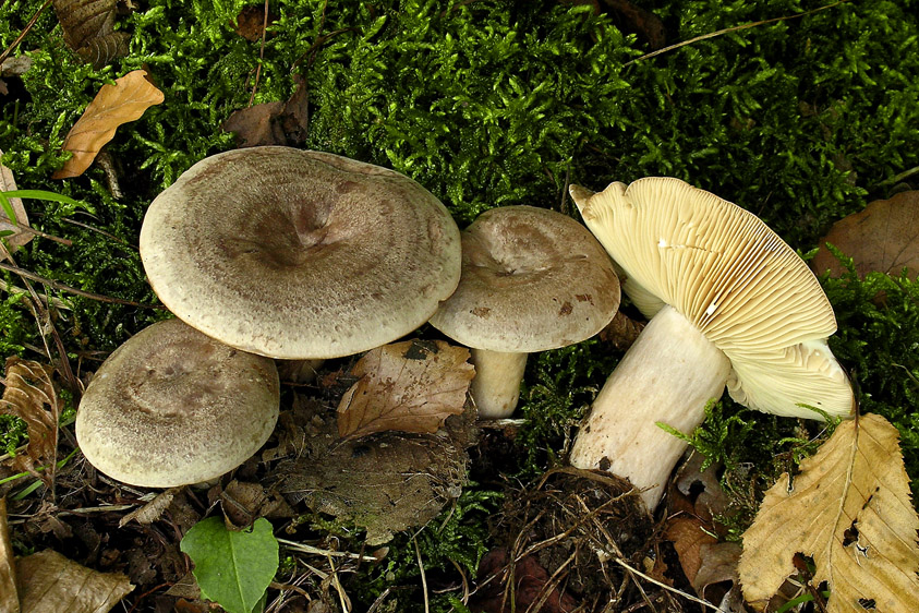 Lactarius circellatus (door Henk Huijser)