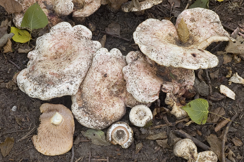 Lactarius controversus (door Nico Dam)