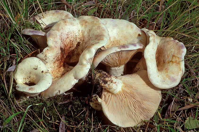 Lactarius controversus (door Henk Huijser)