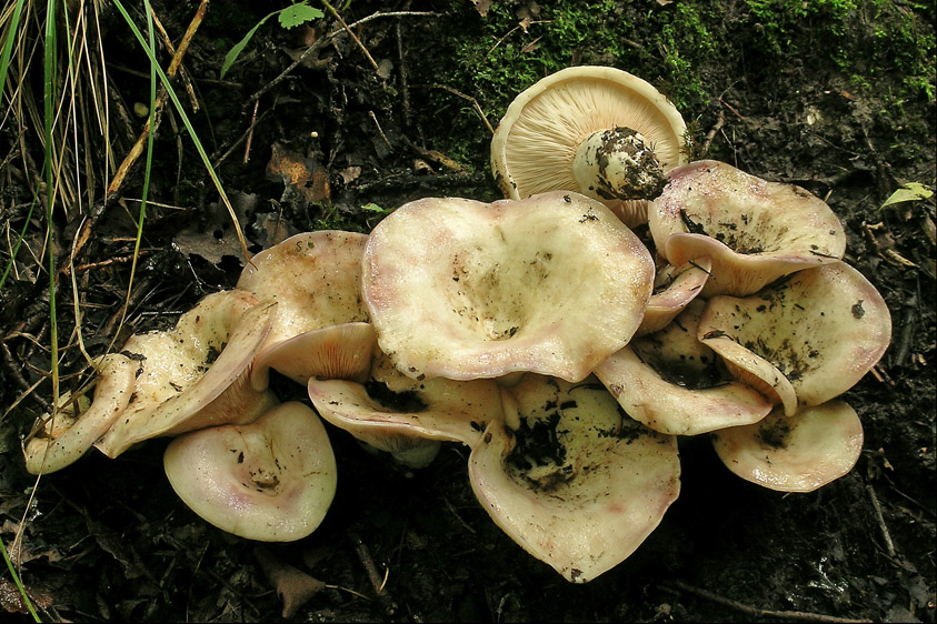 Lactarius controversus (door Henk Huijser)