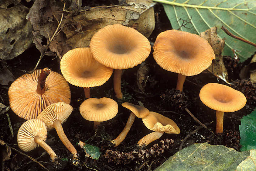 Lactarius cyathuliformis (door Henk Huijser)