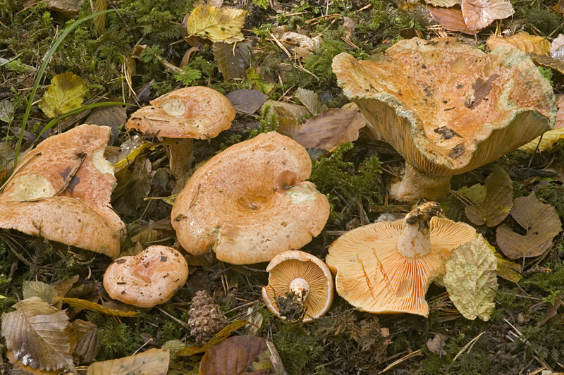 Lactarius deliciosus (door Nico Dam)