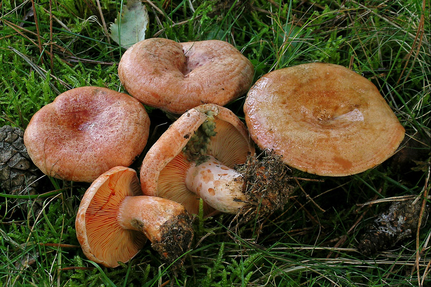 Lactarius deliciosus (door Henk Huijser)