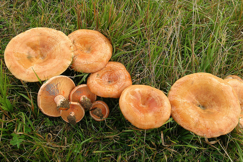 Lactarius deliciosus (door Henk Huijser)