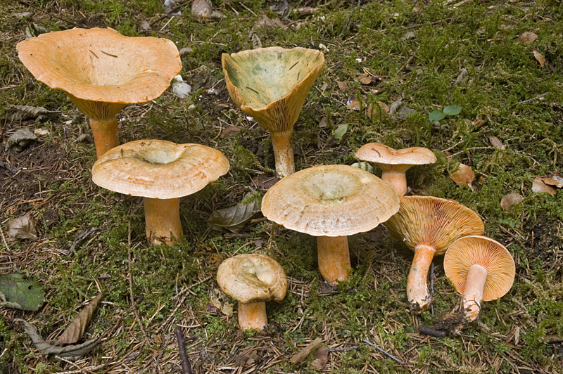 Lactarius deterrimus (door Nico Dam)