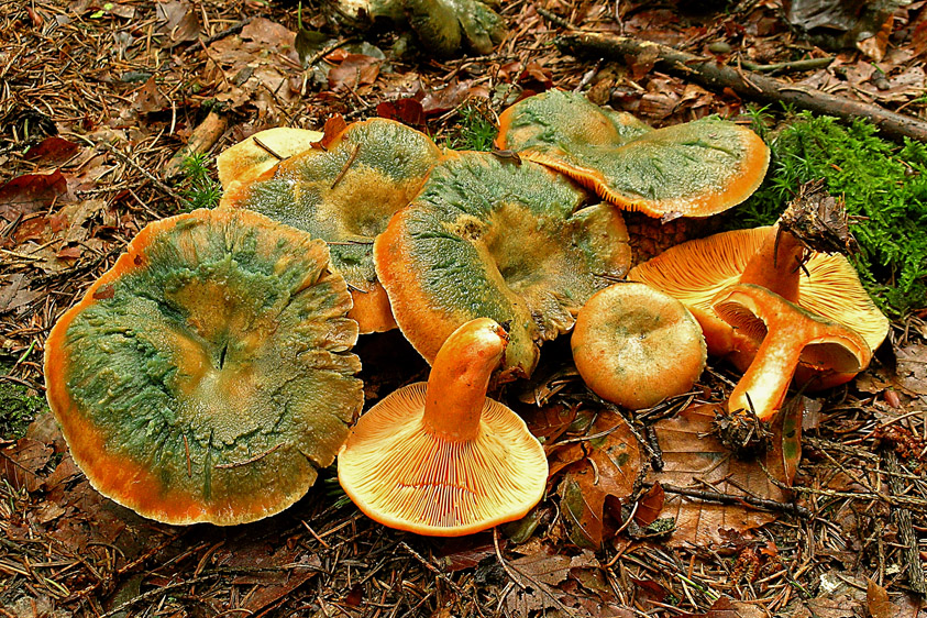 Lactarius deterrimus (door Henk Huijser)