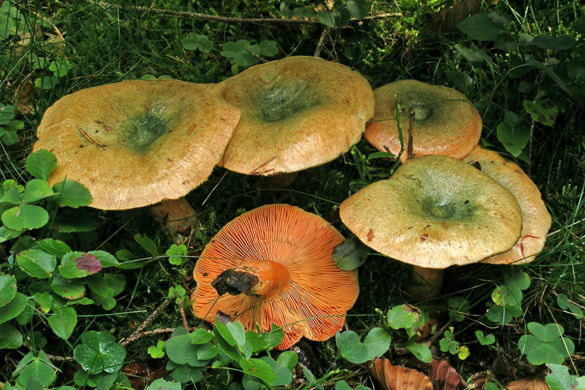 Lactarius deterrimus (door Henk Huijser)