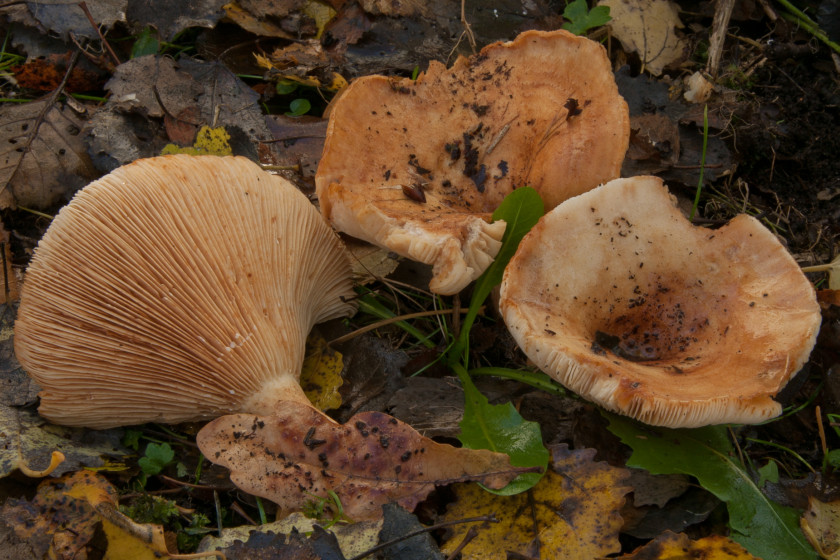 Lactarius evosmus (door Aldert Gutter)