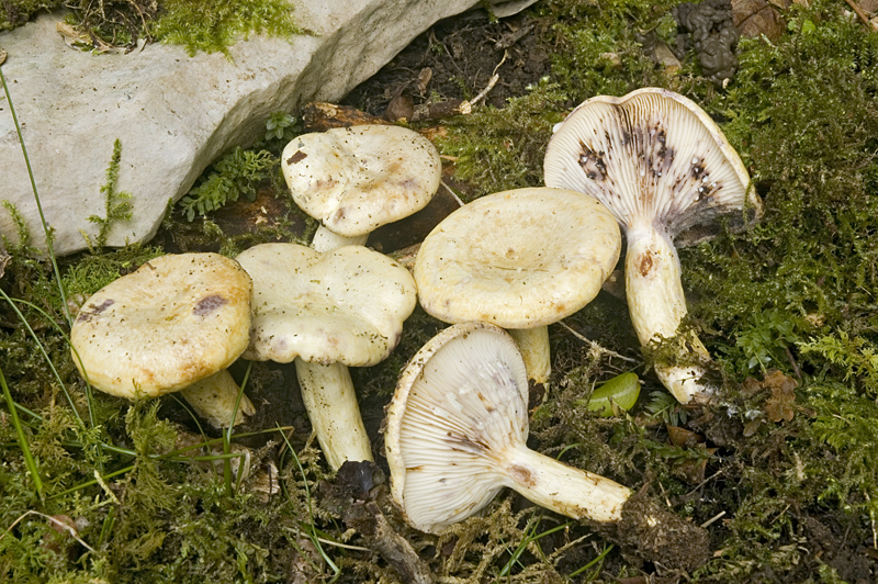 Lactarius flavidus (door Nico Dam)