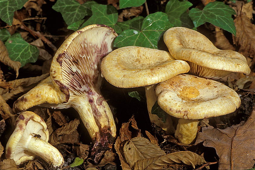 Lactarius flavidus (door Henk Huijser)