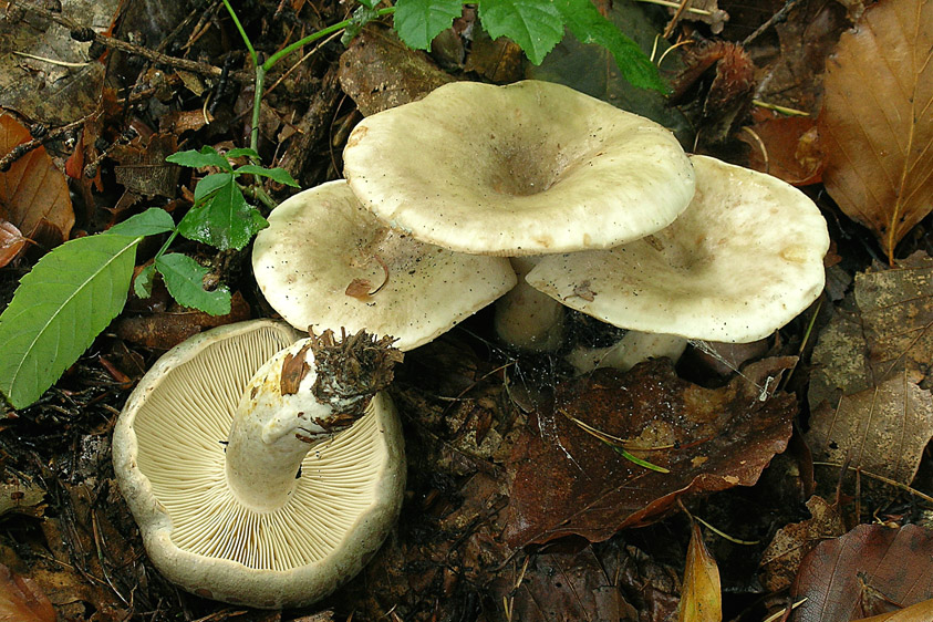 Lactarius fluens (door Henk Huijser)