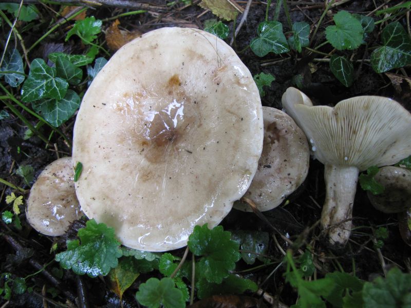 Lactarius fluens (door Gert Immerzeel)