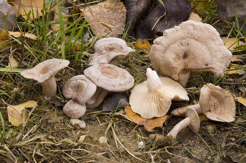 Lactarius glyciosmus (door Nico Dam)