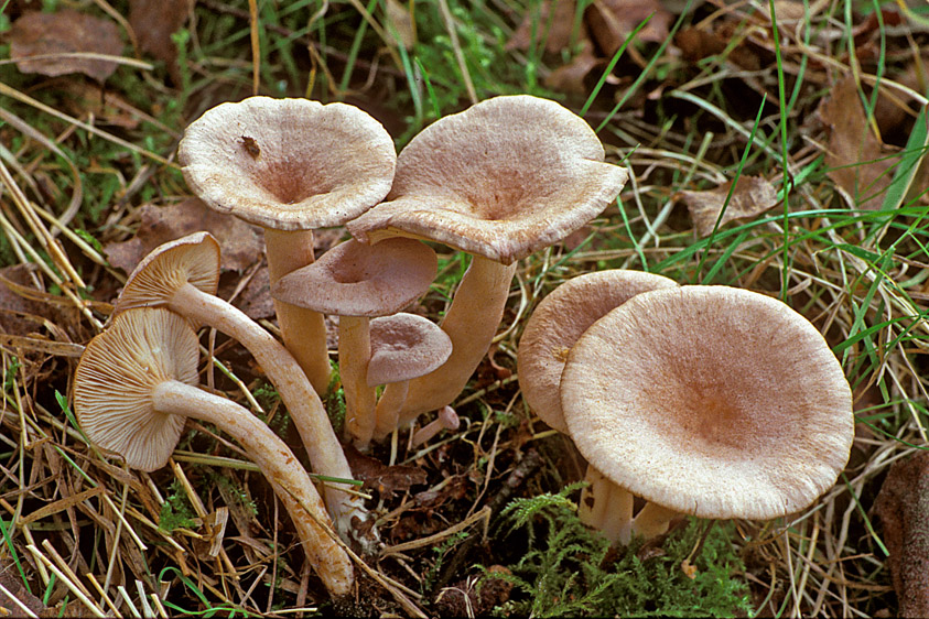 Lactarius glyciosmus (door Henk Huijser)