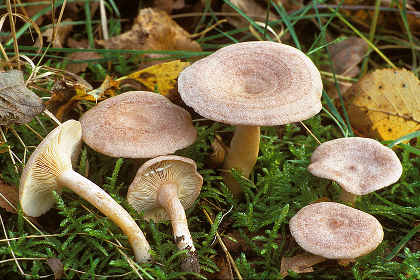 Lactarius glyciosmus (door Henk Huijser)