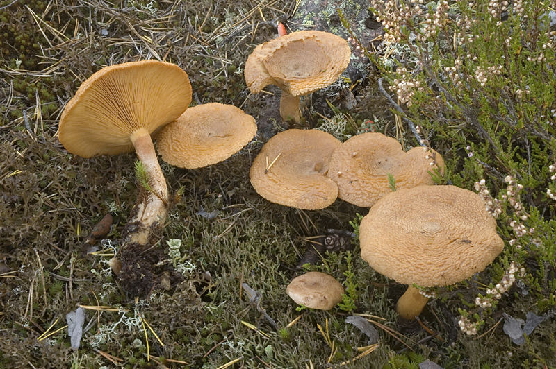 Lactarius helvus (door Nico Dam)