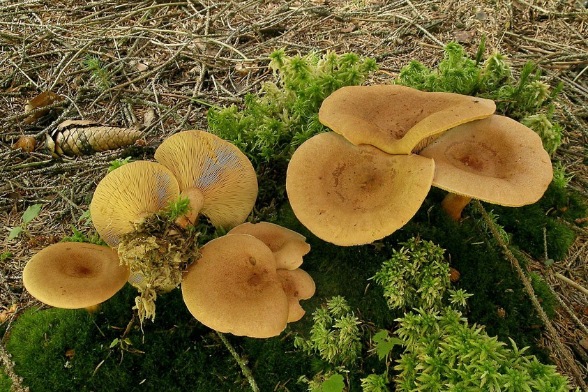 Lactarius helvus (door Henk Huijser)