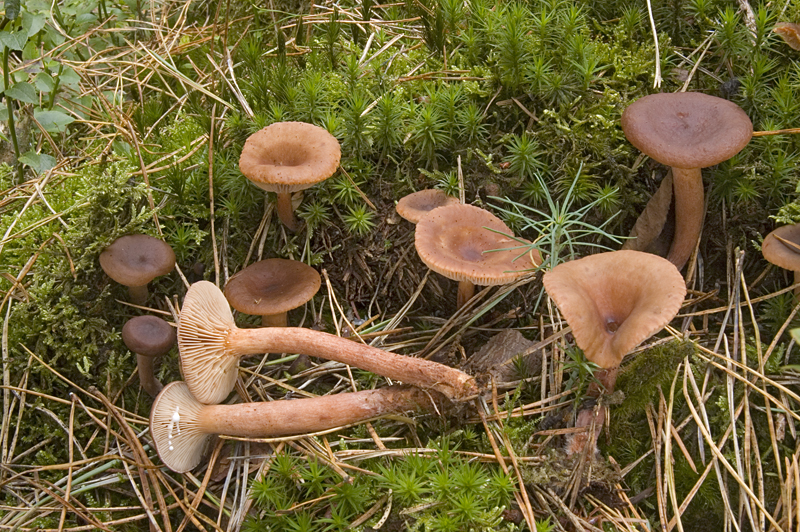 Lactarius hepaticus (door Nico Dam)