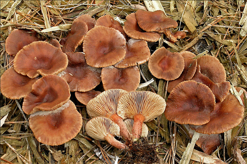 Lactarius hepaticus (door Henk Huijser)