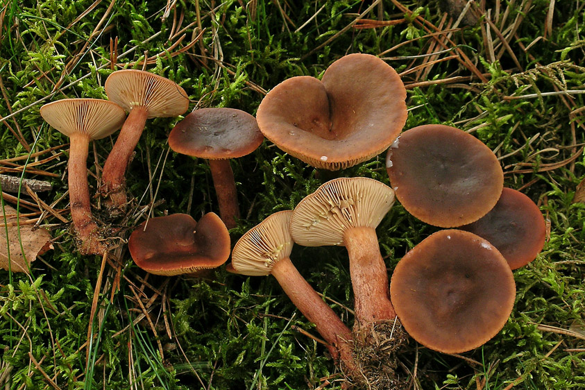 Lactarius hepaticus (door Henk Huijser)