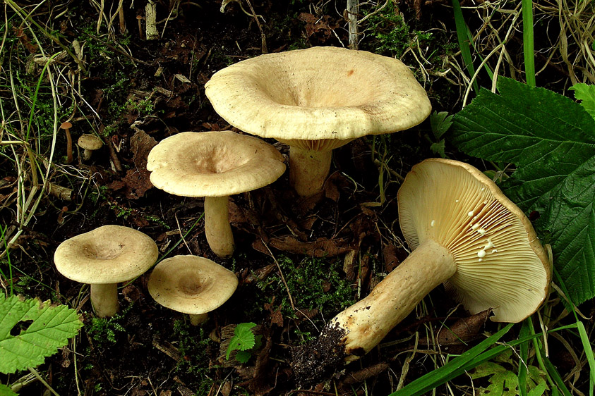 Lactarius pyrogalus (door Henk Huijser)