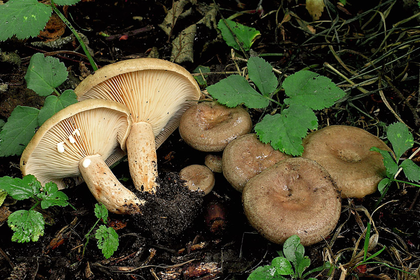 Lactarius pyrogalus (door Henk Huijser)