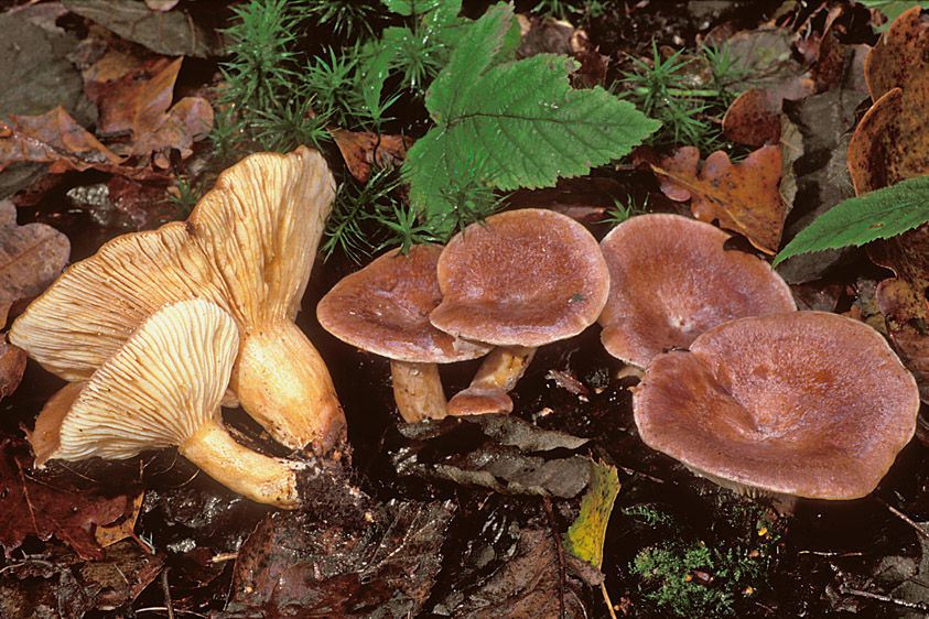 Lactarius hysginus (door Henk Huijser)