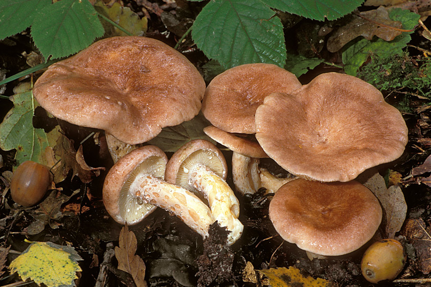 Lactarius hysginus (door Henk Huijser)