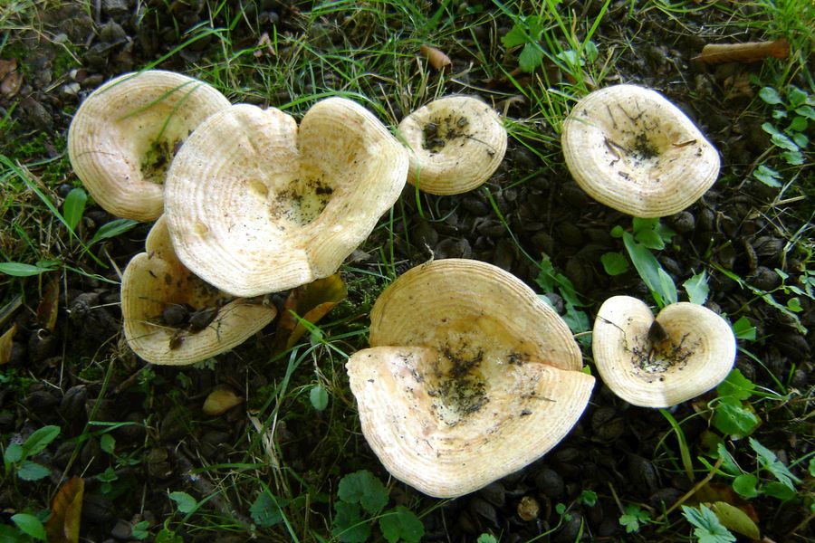 Lactarius zonarius (door Gert Immerzeel)