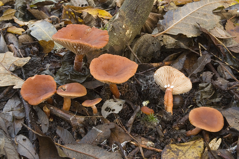 Lactarius lacunarum (door Nico Dam)