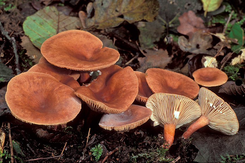 Lactarius lacunarum (door Henk Huijser)