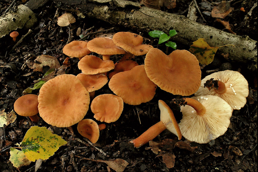 Lactarius lacunarum (door Henk Huijser)