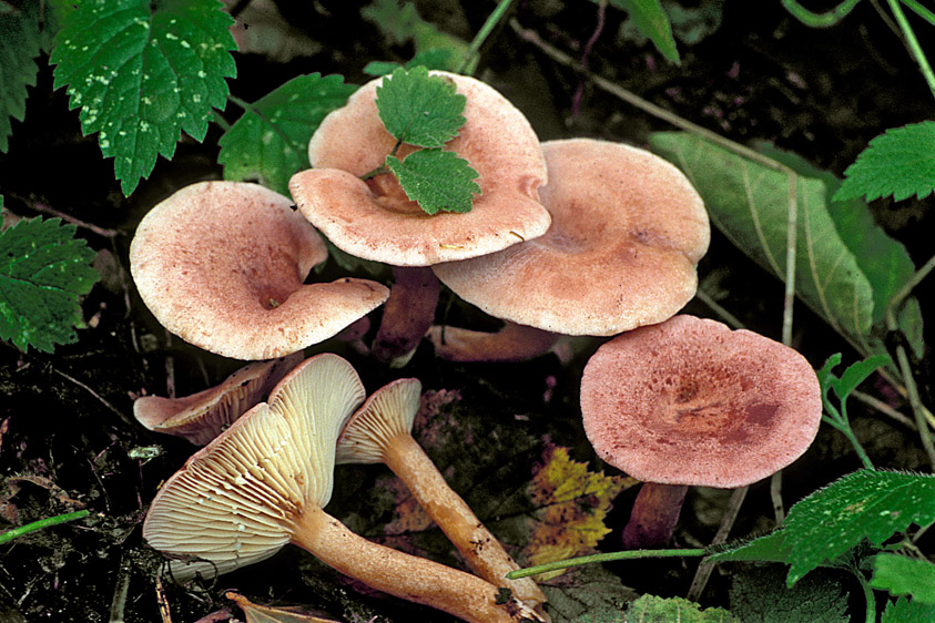 Lactarius lilacinus (door Henk Huijser)