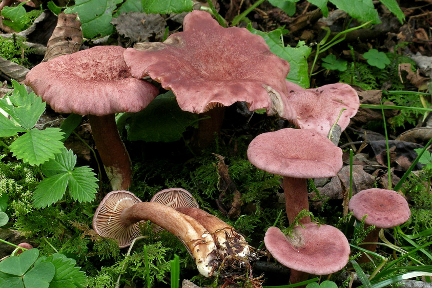 Lactarius lilacinus (door Henk Huijser)