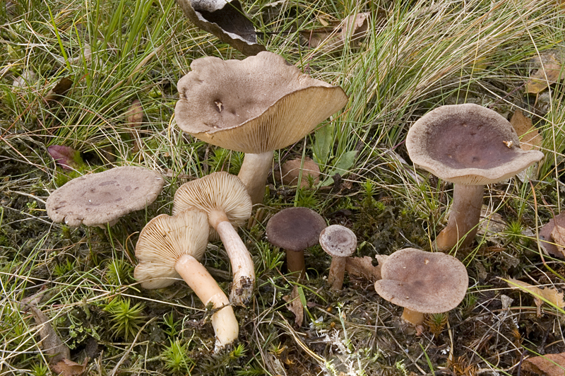 Lactarius mammosus (door Nico Dam)