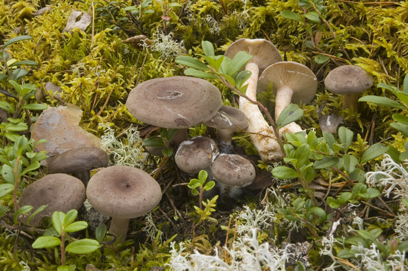 Lactarius mammosus (door Nico Dam)